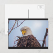 Amerikaans Briefkaart van Bald Eagle VII (Voorkant / Achterkant)