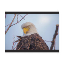 Amerikaans Briefkaart van Bald Eagle VII