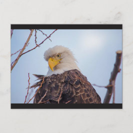 Amerikaans Briefkaart van Bald Eagle VII