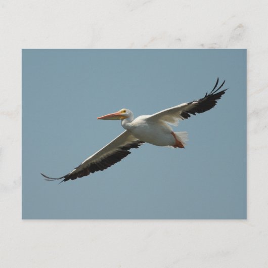Amerikaans Briefkaart van de Pelican (Voorkant)