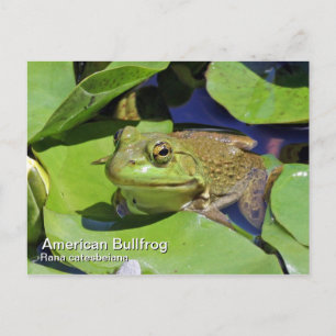Amerikaans Bullfrog-Briefkaart Briefkaart