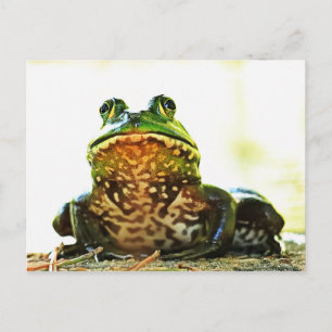 Amerikaans Bullfrog Posing Briefkaart
