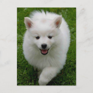 Amerikaans Eskimo Eskie Puppy Dog Blank Briefkaart