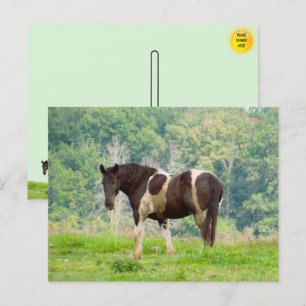 Amerikaans geschilderd paard in een veld briefkaart