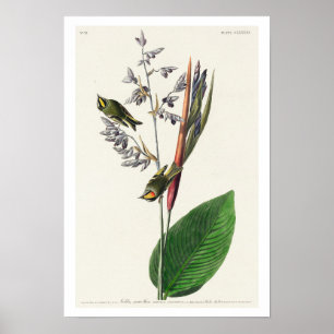 Amerikaans Golden crested-Wren door Audubon Poster