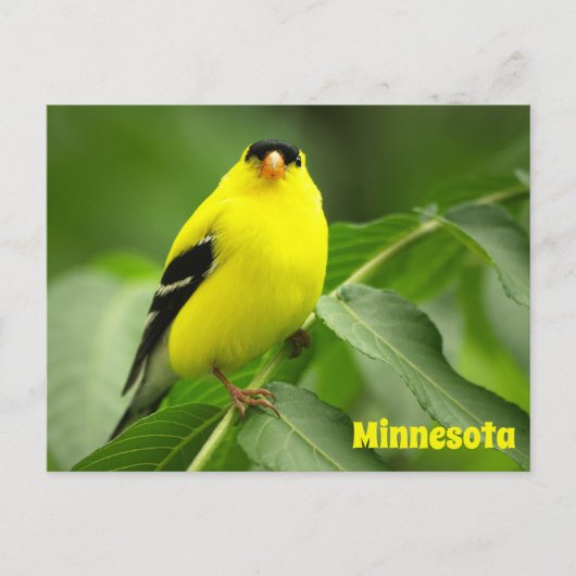 Amerikaans Goldfinch Briefkaart (Voorkant)
