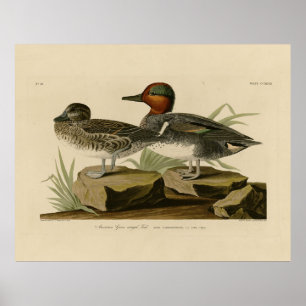 Amerikaans groen Blauwgroen van Audubon's vogel Poster