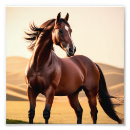 Amerikaans paard foto afdruk