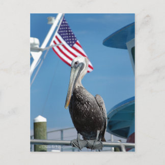 Amerikaans Pelicaans Briefkaart