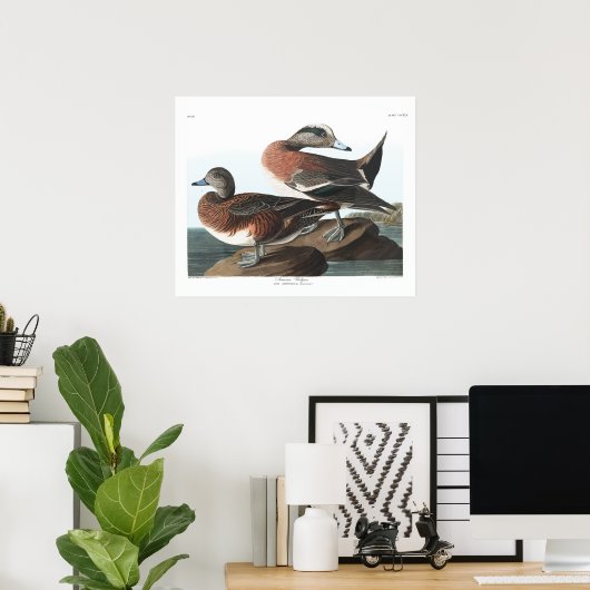 Amerikaans Poster van de Breedkaudubon (Thuiskantoor)