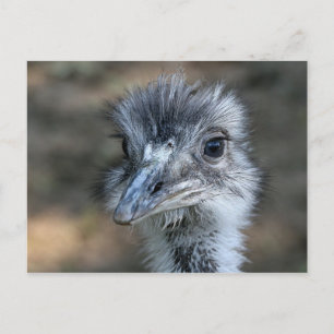 Amerikaans Rhea-portret Briefkaart