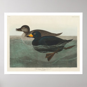 Amerikaans Scoter Duck van Audubon Poster