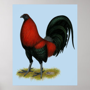 Amerikaans spel BB Zwarte Rode Haan Poster