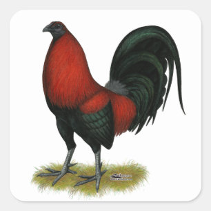 Amerikaans spel BB Zwarte Rode Haan Vierkante Sticker
