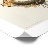 Amerikaans Swift door Audubon Poster (Hoek)