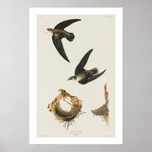 Amerikaans Swift door Audubon Poster (Voorkant)