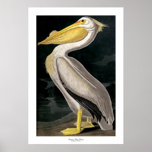 Amerikaans-witte pelicaan door John James Audubon Poster