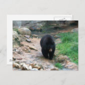 Amerikaans zwart Beer Briefkaart (Voorkant / Achterkant)