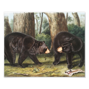 Amerikaans zwart Beer Ursus Americanus Illustratie Foto Afdruk