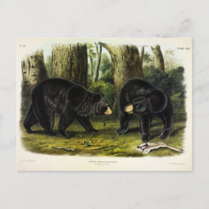 Amerikaans zwart Beer (Ursus Americanus) van Audub Briefkaart