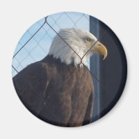 Amerikaanse Adelaar Koelkastmagneet