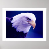 Amerikaanse adelaars - Bald Eagle Posters Prints (Voorkant)