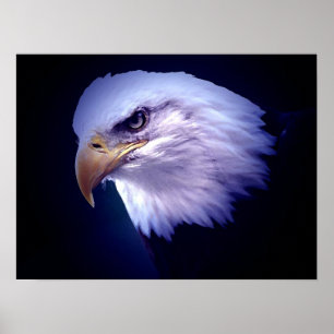 Amerikaanse adelaars - Bald Eagle Posters Prints