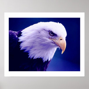 Amerikaanse Adelaars - Poster Prints van de Amerik