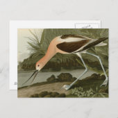 Amerikaanse advocaat briefkaart (Voorkant / Achterkant)