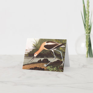 Amerikaanse advocaat van John James Audubon Bedankkaart