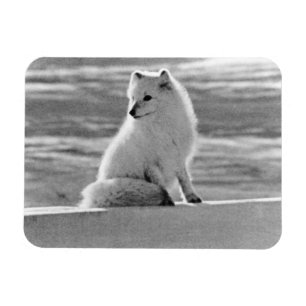  Amerikaanse Alaska Arctic fox 1970 Magneet