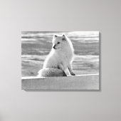 Amerikaanse Alaska Arctic fox Canvas Afdruk (Voorkant)