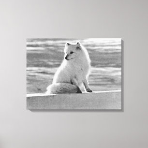  Amerikaanse Alaska Arctic fox Canvas Afdruk