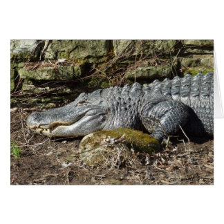 Amerikaanse Alligator