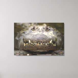 Amerikaanse alligator canvas afdruk