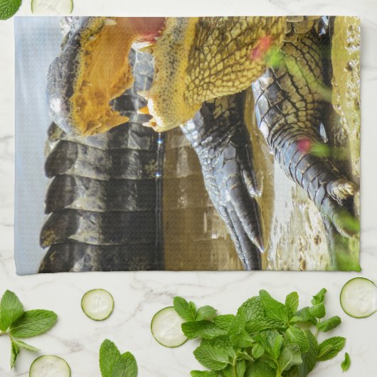 Amerikaanse alligator closeup. Gezichtelijk Theedoek (Gevouwen)