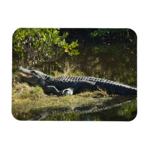 Amerikaanse alligator die zich in de zon koestert  magneet