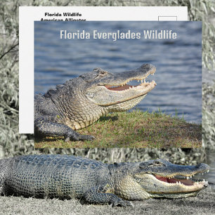 Amerikaanse Alligator Florida Everglades Wildlife Briefkaart