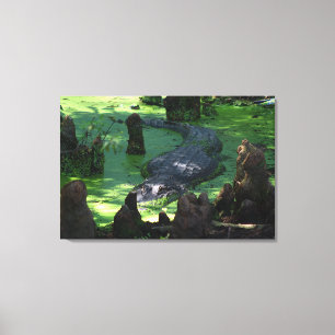 Amerikaanse alligator in de moerassen Fine Art Fot Canvas Afdruk
