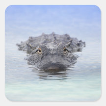 Amerikaanse Alligator – Lake Apopka Wildlife Drive
