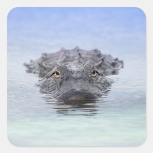 Amerikaanse Alligator – Lake Apopka Wildlife Drive Vierkante Sticker