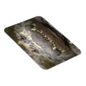 Amerikaanse alligator magneet (Rechterzijde)