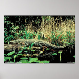 Amerikaanse Alligator Poster