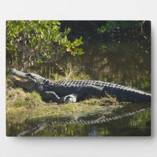 Amerikaanse alligator rustend langs een Florida-we Fotoplaat