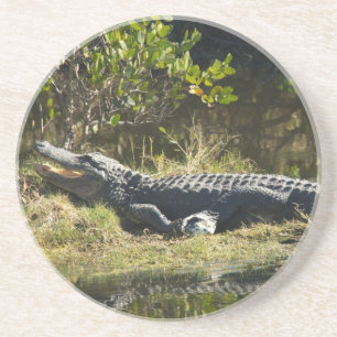 Amerikaanse Alligator Rustend Wetland Natuur Zandsteen Onderzetter