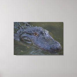 Amerikaanse alligator Wildlife fotografie Canvas Afdruk