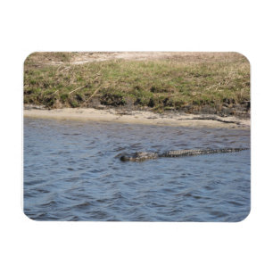 Amerikaanse alligator zwemt in een moeras natuur magneet