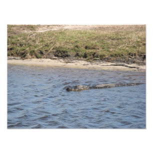 Amerikaanse alligator zwemt in rivier natuurfotogr foto afdruk