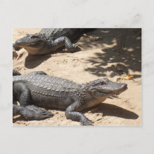 Amerikaanse Alligators Briefkaart