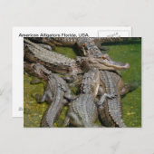 amerikaanse alligators briefkaart (Voorkant / Achterkant)